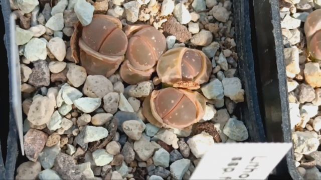 Oбзор литопсов .Lithops. смотреть онлайн