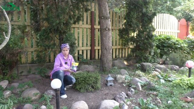 Секреты красоты и здоровья хвойных растений. Как предотвратить пожелтение и усыхание кроны - 7 дач