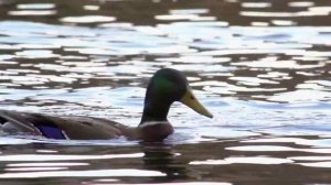 Земля, я люблю тебя - дуэт ДИВЬЯРОСА