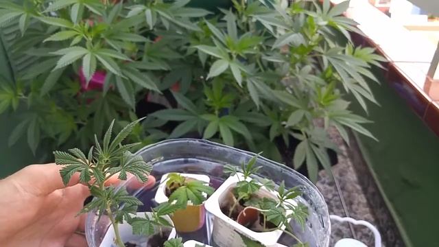 День 59 Клон укоренился! Переходим на цветение Компоненты для аэропоники смотреть онлайн