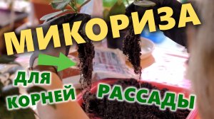 Блогер Екатерина Новикова раскрывает всю правду о Кормилице Микоризе