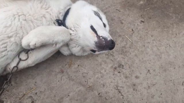 ?Собака - цепь или вольер?❓❔? смотреть онлайн