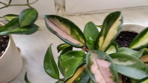 Хойи вариегатные Макрофилла Пот оф голд и Карноза триколор