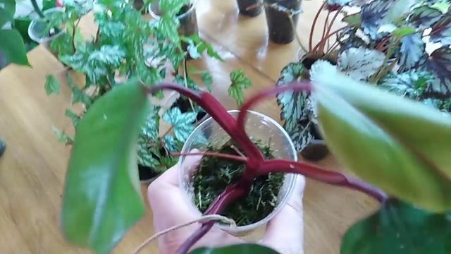 Комнатные растения. Излишки комнатных цветов .