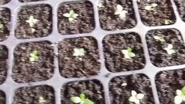 Пикировка и прищипка Эустомы! смотреть онлайн