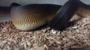 Белогубый питон (самец начало линьки)