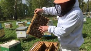 Кочевая жизнь Сибирского пчеловода. Делаю отводки.