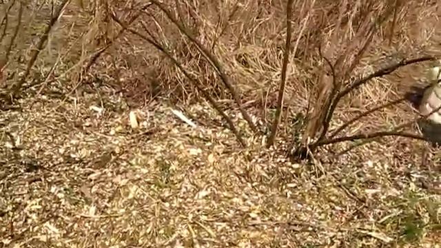 #120 (2018-04-15) огород-2018. Смородина: зола + мульчирование щепой смотреть онлайн