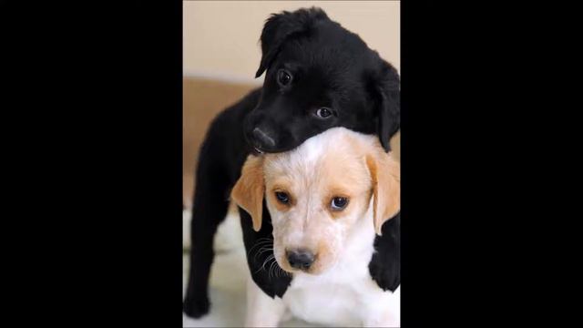 Лучшие Животные самые Смешные Прикольные Милые Забавные и симпатичные смотреть онлайн