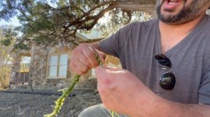 Making rope: Yucca or Agave?