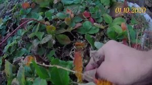 Грядка с лесной земляникой в октябре месяце. Земляника цветёт и плодоносит в октябре