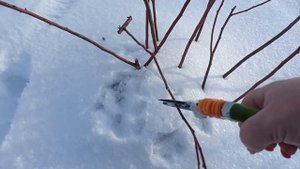 Обрезка голубики. 5-летний куст сорт Река  Ч. 1