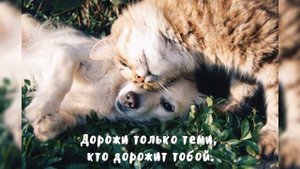 христианская песнь о дружбе "как хорошо что Бог нам дал друзей"