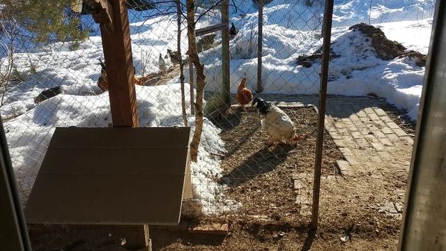 Дачный курятник с автономной зимовкой. Не приезжали к курам 21 день! Всё ли работает, все ли живы?