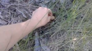 Маньчжурский орех или нет?. Потом сюрприз будет! :) Самарская область - город Сызрань