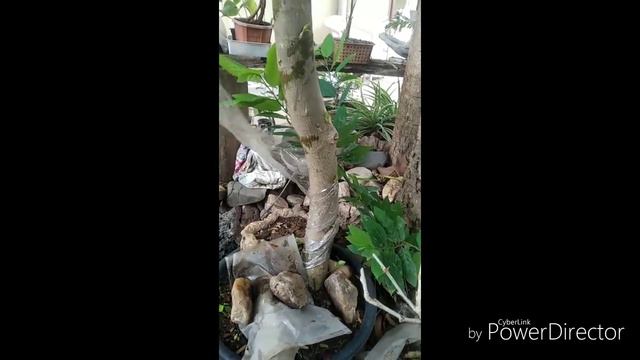 How to grow a Big cutting of ficus ? смотреть онлайн