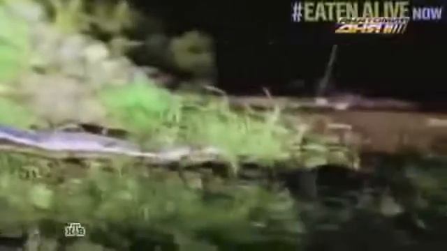 ЗМЕЯ ПРОГЛОТИЛА ЧЕЛОВЕКА. СЬЕДЕНА ЗАЖИВО! смотреть онлайн