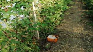 Ежевика в теплице