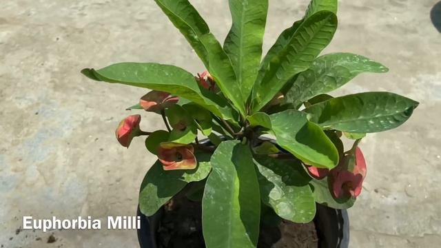 June महीने में लगाए बेहद Less Care Permanent Flowering Plants || Plants To Grow June July смотреть онлайн