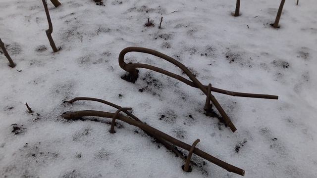 Зимівля рослин в умовах відкритого грунту.