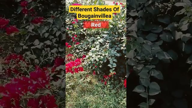 Different Shades of Bougainvillea#Margenta#purple #orange #red #pink #bougainvillea