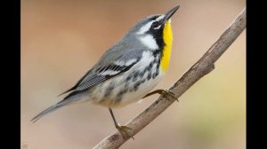 Желтогорлый певун как поёт и говорит в лесу для детей и взрослых пение