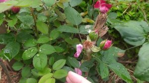 Роза Duftwolke (Дуфтвольке)-сорт старенький, но красивый