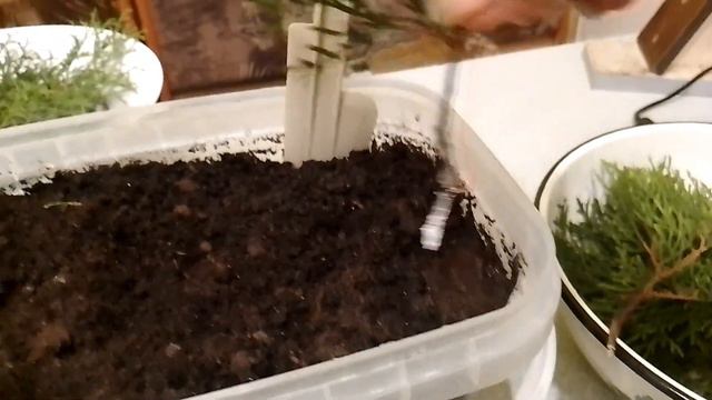 Туя, хвойне дерево. Пробую розмножити. смотреть онлайн