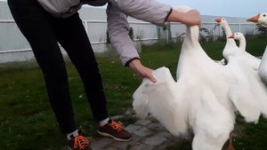 Злые гуси защищаются, как могут...