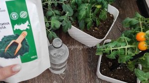 Мощный стимулятор для рассады, рассада томатов станет крепкой, коренастой и темно - зеленой!