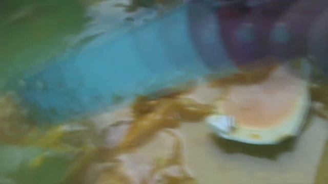 ВЫЛУПЛЕНИЯ ГОМУНКУЛА ИЗ СТРАУСИНОГО ЯЙЦА 40 ДНЕЙ!!!(2 часть) смотреть онлайн