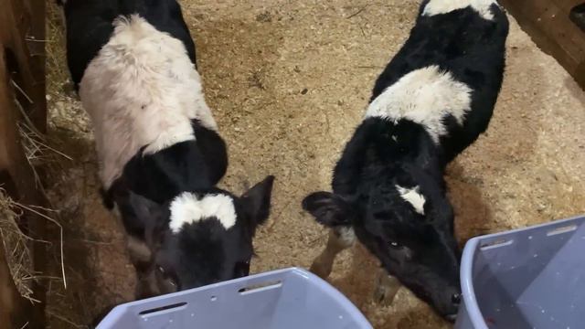 Сколько стоят телята? 😱Купила двух бычков. смотреть онлайн