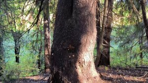 Языческая роща (Корткерос, Республика Коми)