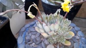 Echeverias (agavoides)  (pulidonis) y sus varitas florales