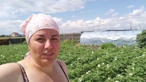 Выпустили индюшат первый раз на улицу. Прогулка удалась