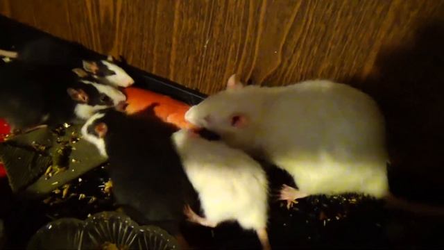 Красная цена.Сардельки из Пятёрочки.Отзыв смотреть онлайн