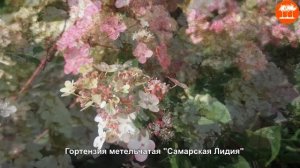 Гортензии. Ассортимент 2023