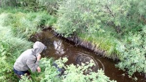Ловля рыбы на вершу. Приятное с полезным.