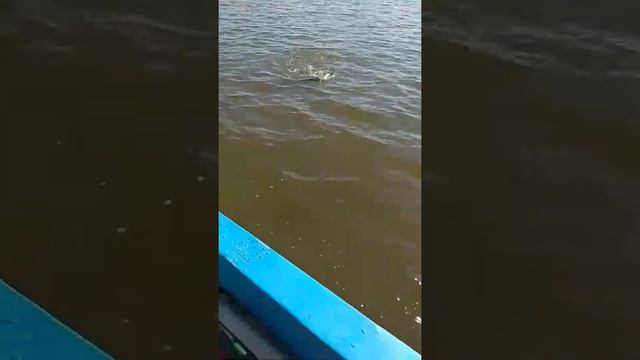 Бузан 15/09/2017(1) смотреть онлайн