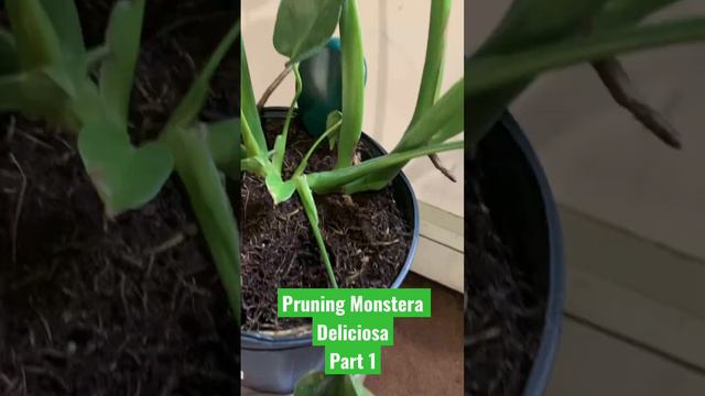 How I pruned my Monstera deliciosa! Part one. Caring for Monstera #trythisathome #plantcaretips