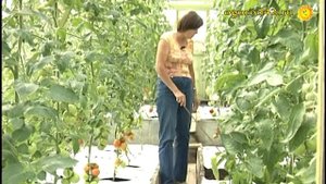 Мульчирование черно-белой пленкой