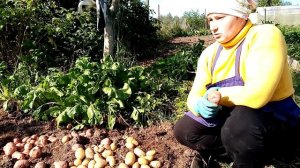 Убойный урожай картофеля. Часть 2. Мои сорта картофеля.