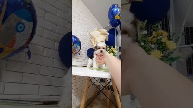 мальтипу мини  девочка 2 мес