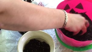 Пересаживаю кактус в горшок без дренажных отверстий.