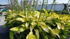 Hosta Gold Standard