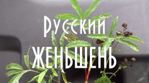 Сбор и применение сабельника  болотного от болей в позвоночнике и суставах, русский женьшень