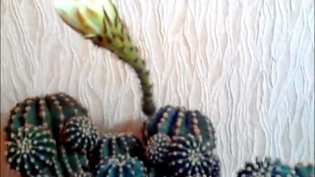 Кактус расцвёл - ускоренное видео смотреть онлайн