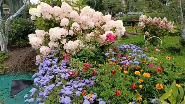 ЦВЕТЫ. Самые красивые. Как сделать сад красивым и ярким в конце лета, начале осени.