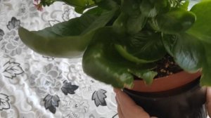 Развеиваю миф, что сразу после цветения нужно обрезать КАЛАНХОЭ КАЛАНДИВА. Мой лечебный подарок.