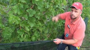Защита винограда от птиц, ос, града и солнца Органический виноград Евгения Пригаровского
